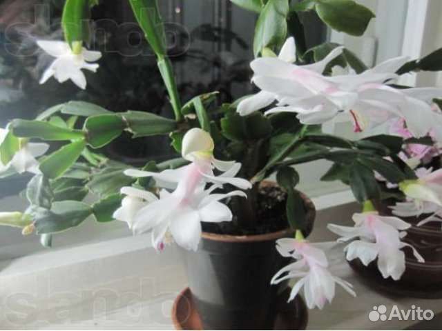 Декабрист. Педилантус. Кислица