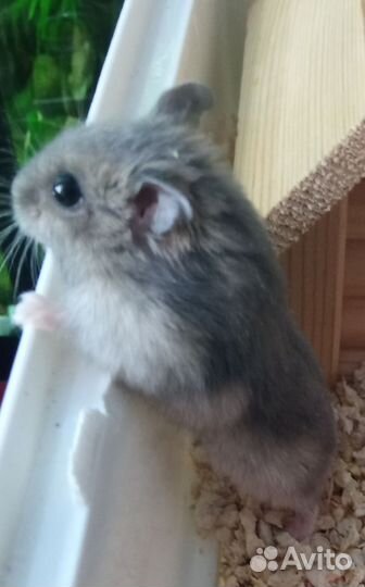 Джунгарики