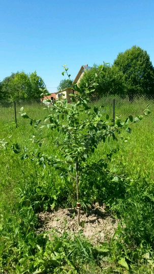 Участок 8 сот. (СНТ, ДНП)