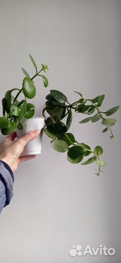 Каланхоэ Блоссфельда,желтый,розовый детки