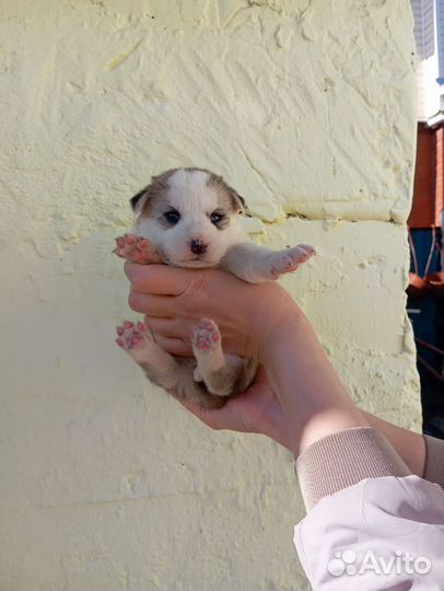 В добрые руки