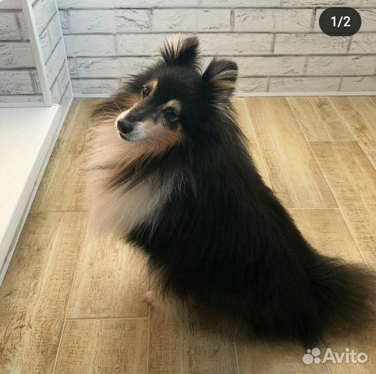 Котоконтроль/Няня к животным/Зооняня