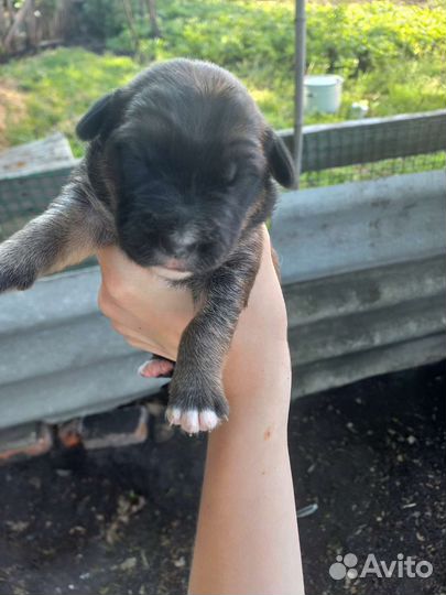 Щенок в хорошие руки