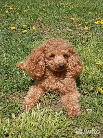 Пудель для вязки