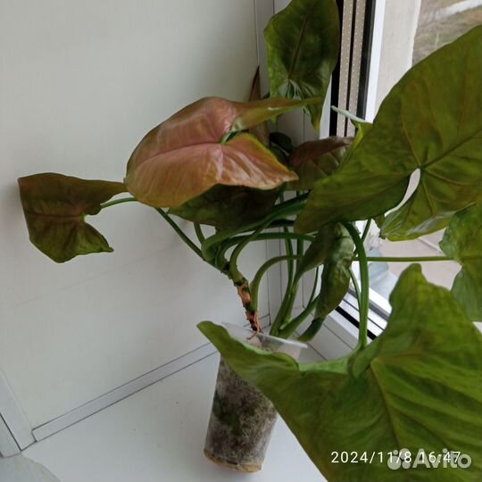 Продам домашние цветы