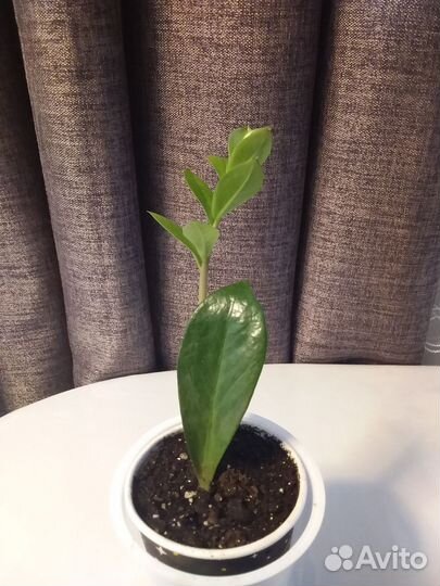 Замиокулькас,пилея.аглаонема Страйс и Мария