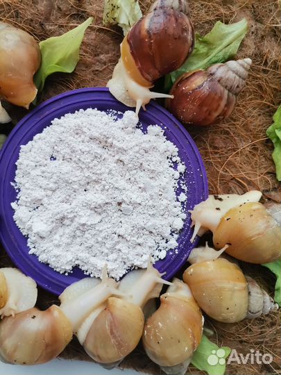 Улитки ахатины с контейнером ручные