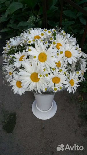 Продам белые садовые и полевые ромашки