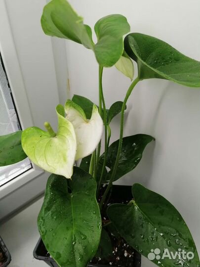 Антуриум Ариса Вайт