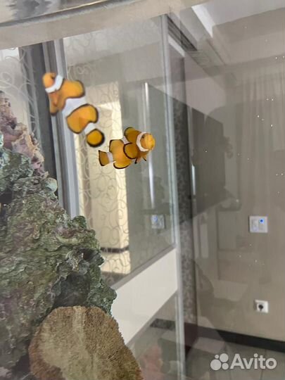 Морские аквариумные рыбки