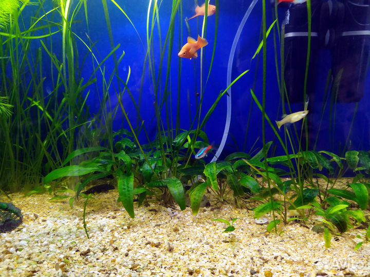 Криптокорина родственная (Cryptocoryne affinis)