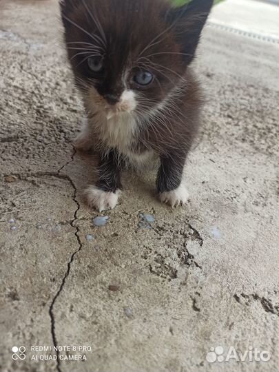 Подарю котят
