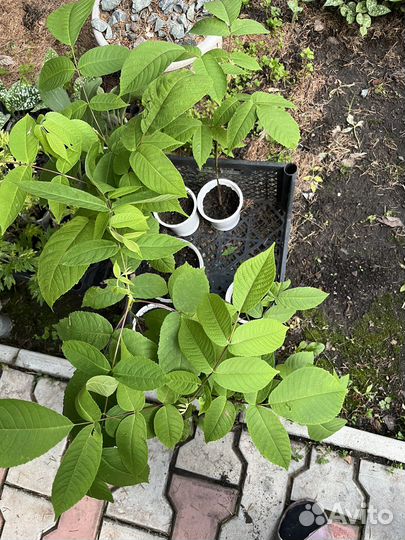 Маньчжурский орех