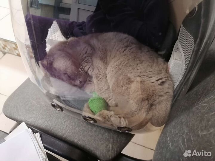 Отдам кошечку