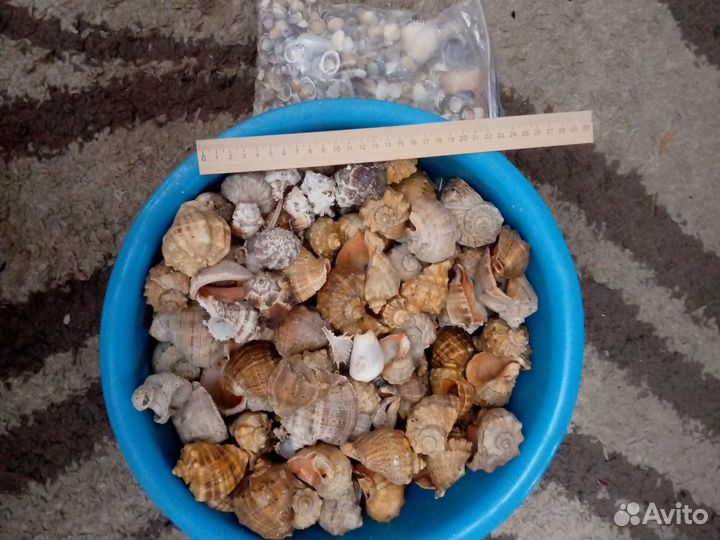 Морские ракушки