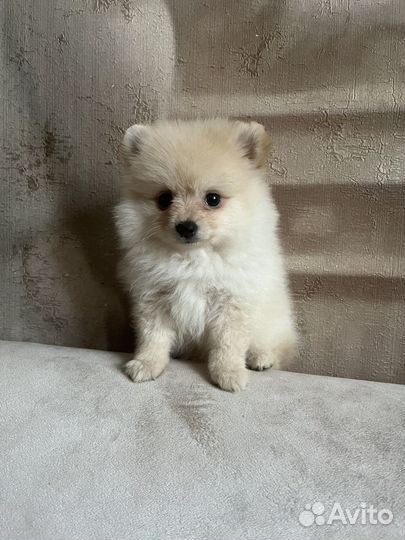 Мини девочка