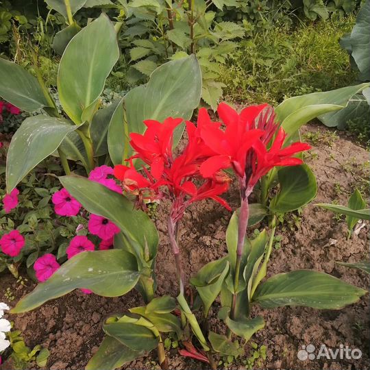 Канны разные