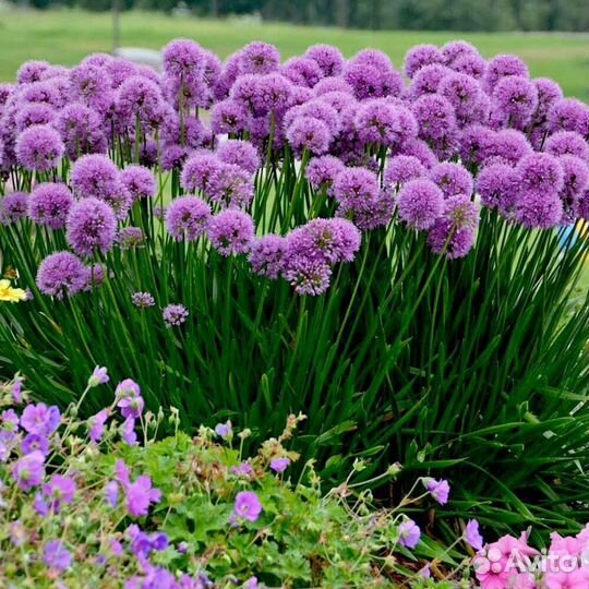 Лук декоративный