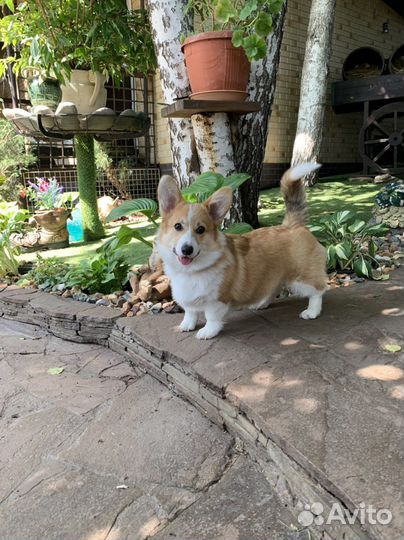 Вельш-корги щенки