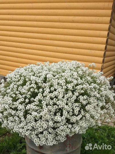 Алиссум Сноу принцесс, Stream Lavеnder