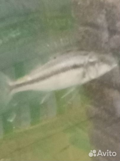 Отдам цихлид