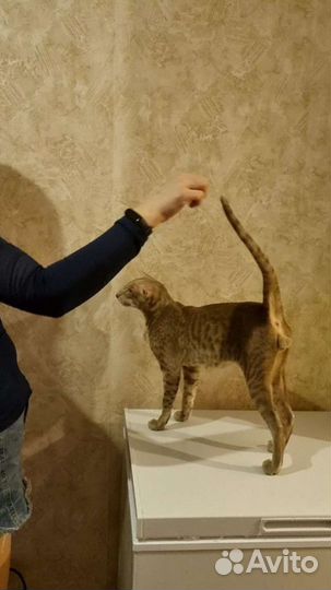 Ориентальный кот вязка