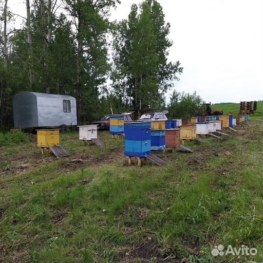 Улики для пчел