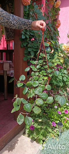 Плектрантус (домашняя мята)