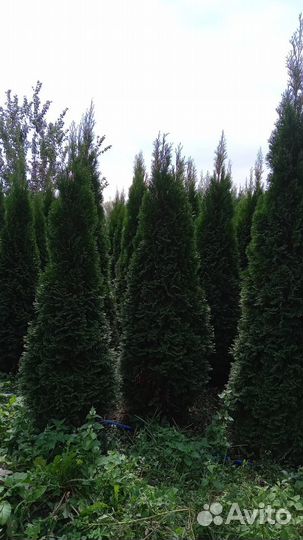 Премиальные туи из питомника