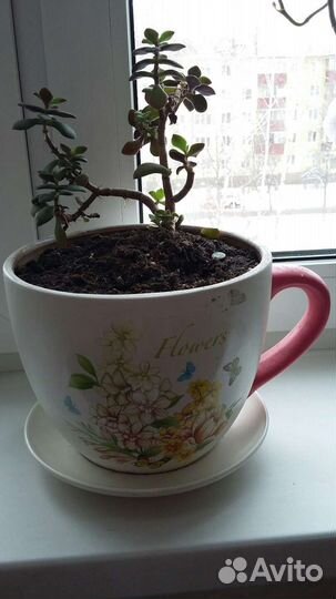 Цветочные горшки в форме чашек