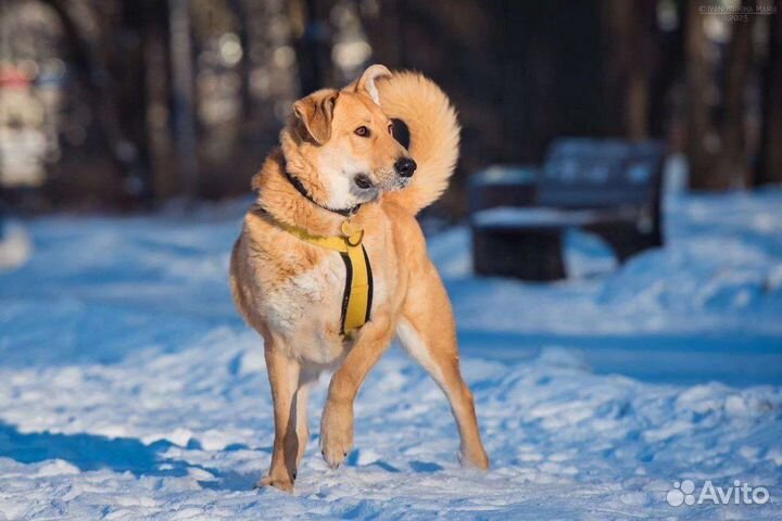 Собака из приюта в добрые руки