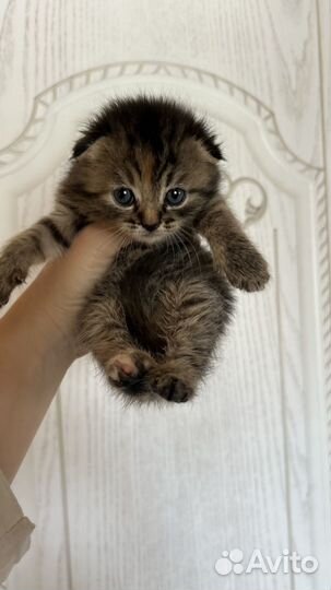 Вислоухие котята