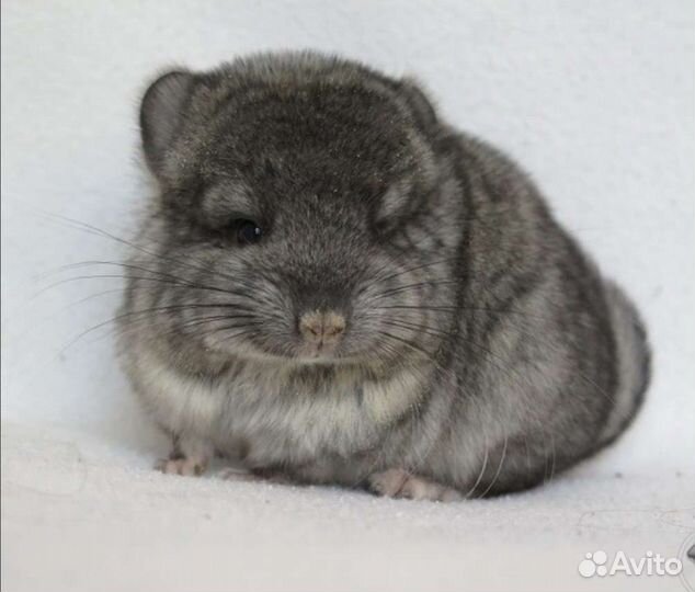 Шиншиллы малыши