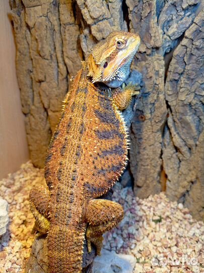 Бородатая агама самец