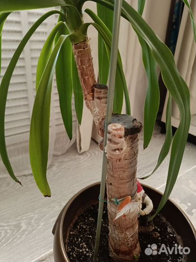 Пальма юкка