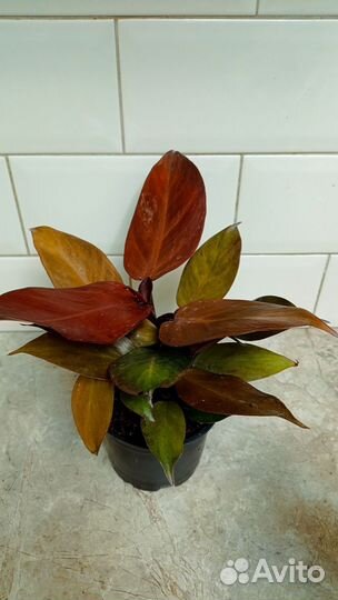 Филодендрон