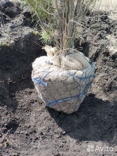 Сосна обыкновенная 2 метра