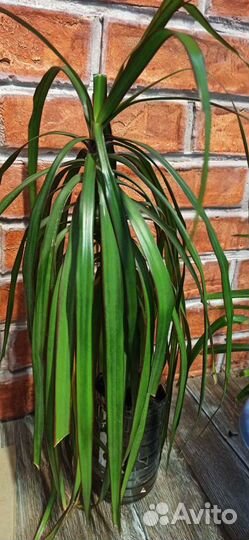 Пальма драцена