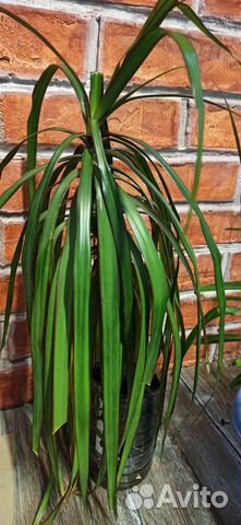 Пальма драцена