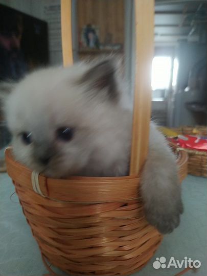 Красивые котята