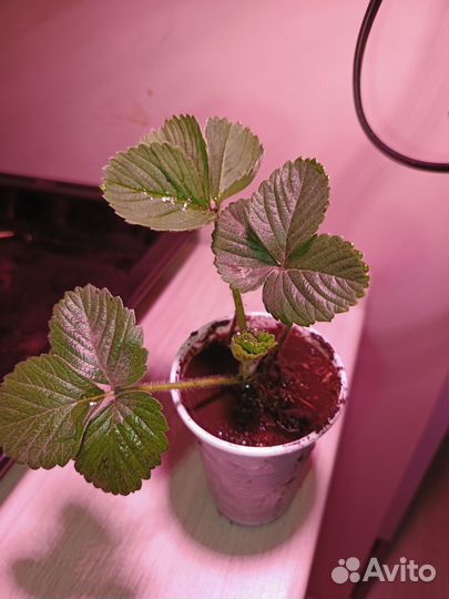 Рассада клубники