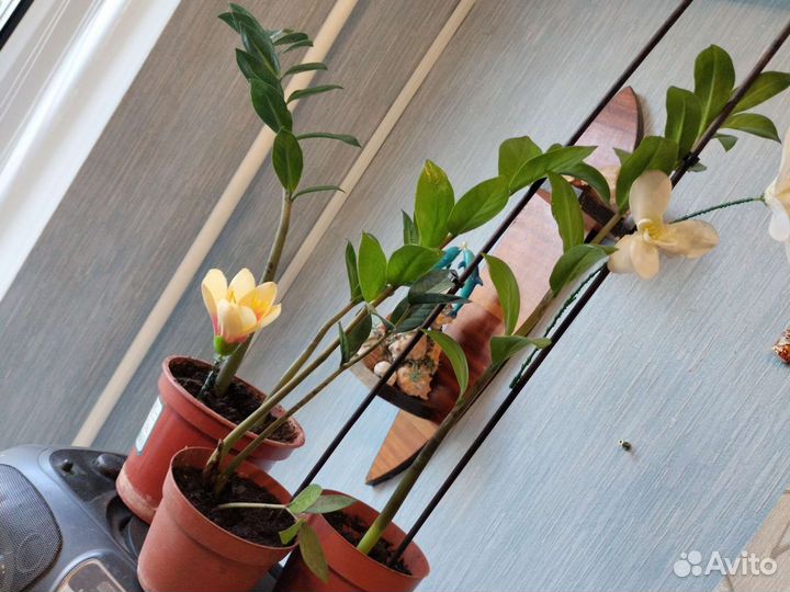 Мята и замиокулькас