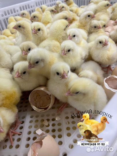 Белый бройлер, цыплята, цветной бройлер, индюки