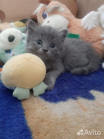 Веселые котята