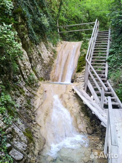 Лесные прогулки