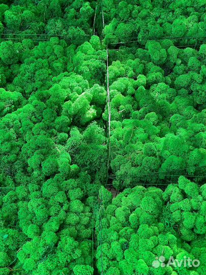 Стабилизированный Мох, Зеленые Оттенки