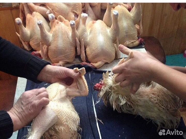 Мясо домашнего бройлера