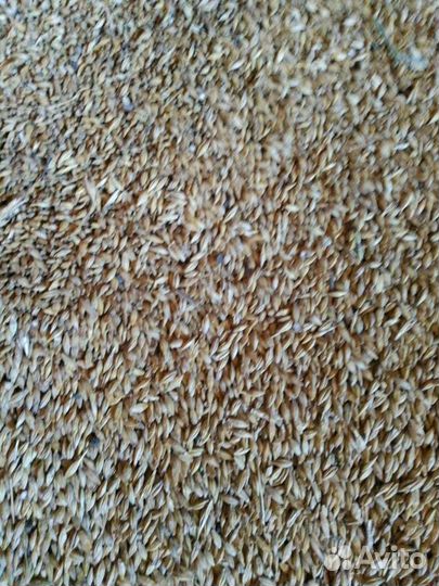 Зерно пшеница ячмень овес