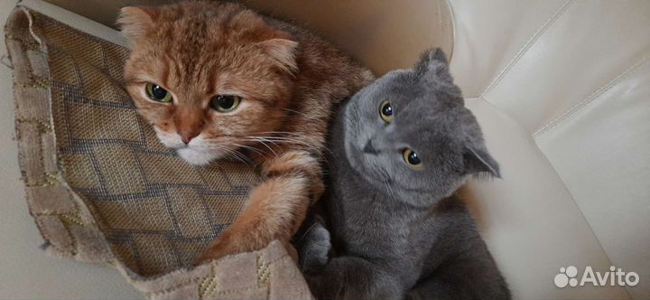 Кошки бесплатно