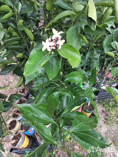 Цитрусовые растения